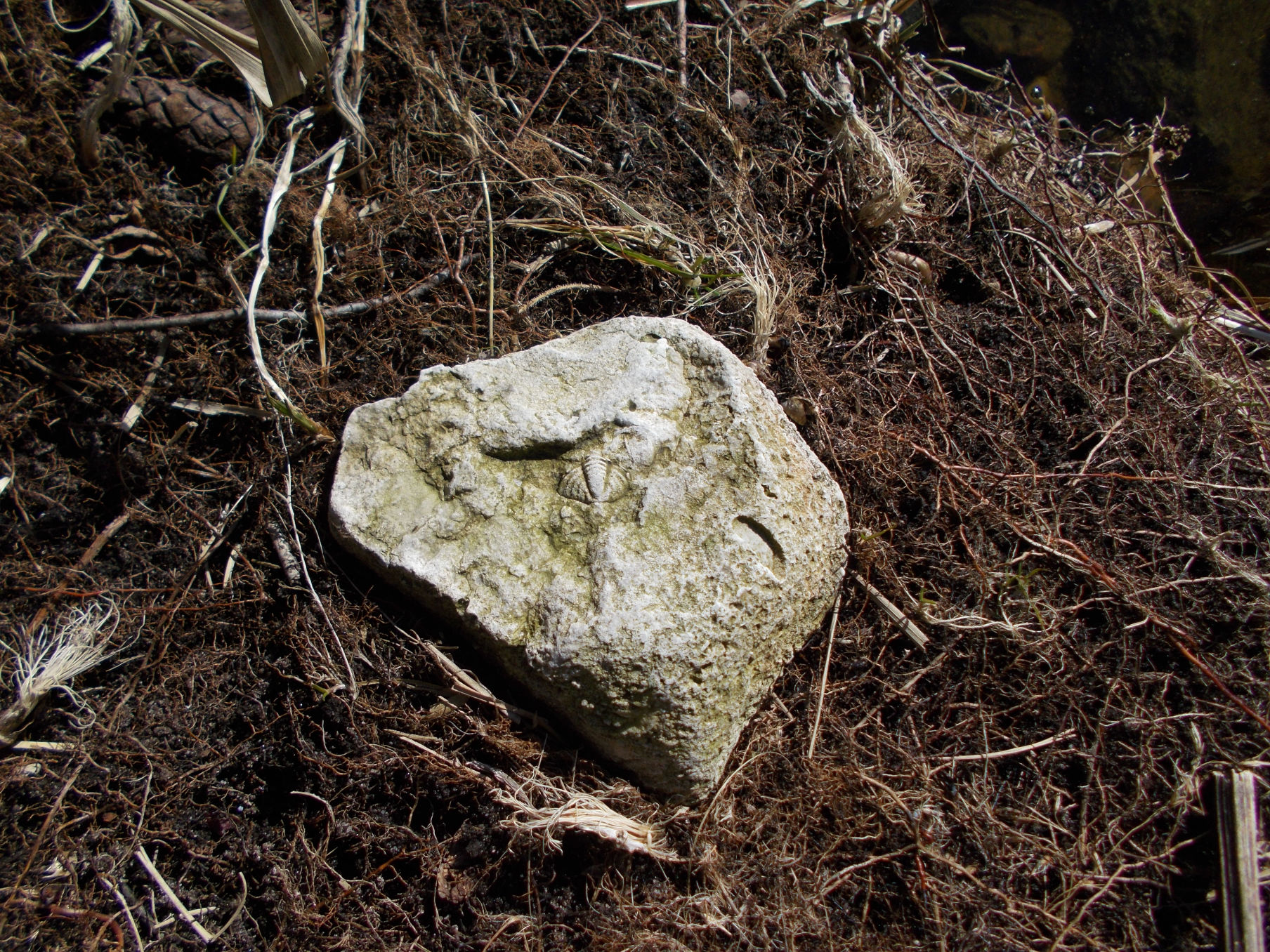 CALYMENE spacer 