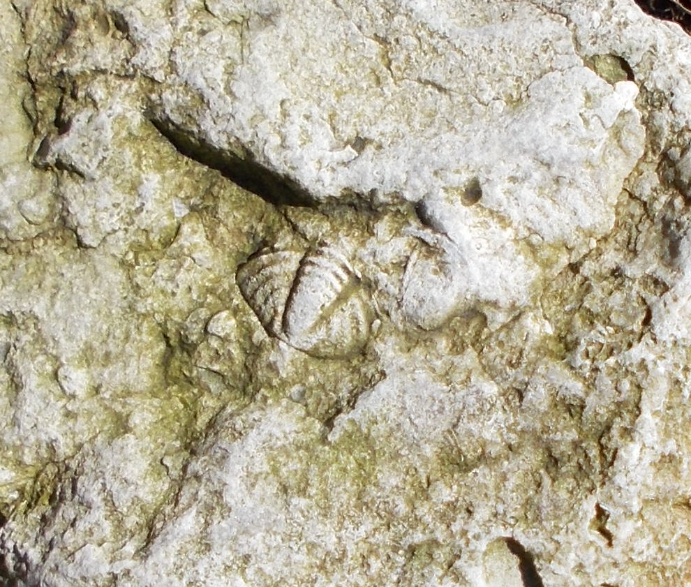 CALYMENE spacer 